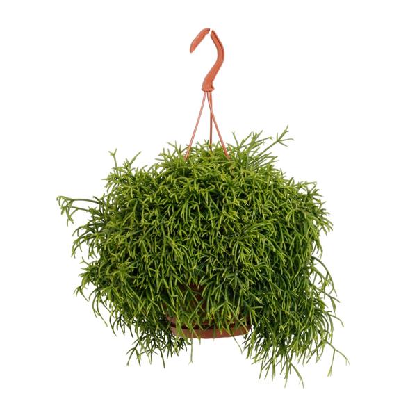 Rhipsalis Baccifera Oasis - Ø17cm - ↕45cm