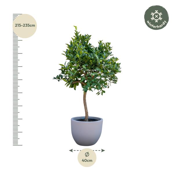 Sinaasappelboom - 200 cm - ¿40