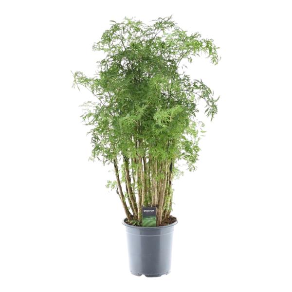 Polyscias Hawaiiana Ming - 90 cm - ¯24cm