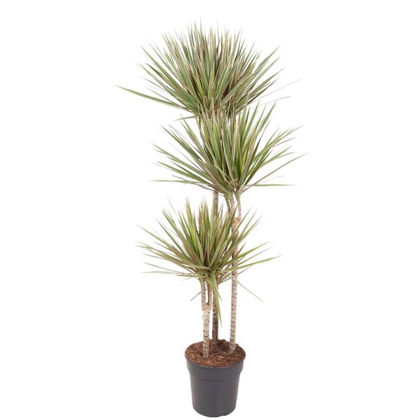 Dracaena Bicolor - 150 cm - ¿24