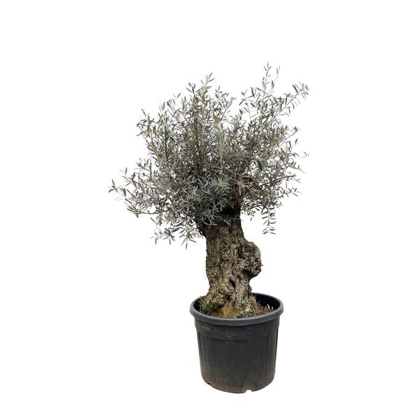 Olea Europaea Bonsai - 250cm- ¯65