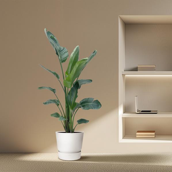 Strelitzia Nicolai XXL - 210 cm - ¿27