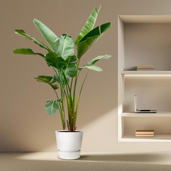 Strelitzia Augusta de luxe XXL - 250cm - ¿38