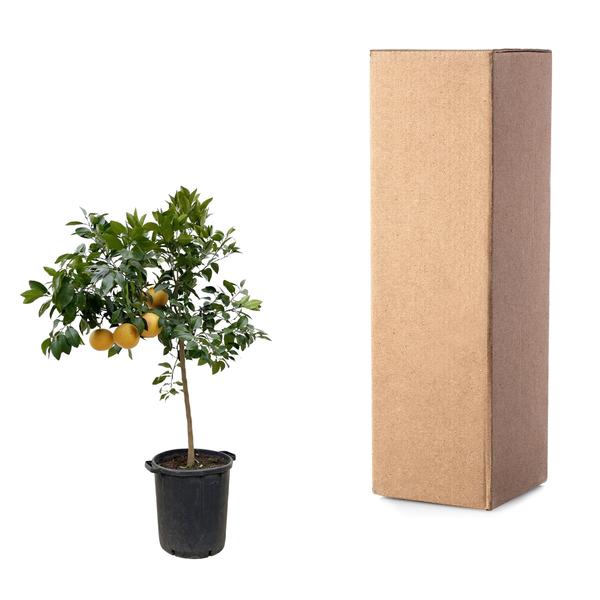 Citrus Pompelmo - 150 cm - ¿40