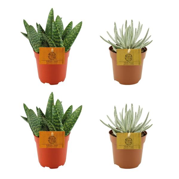 2x Aloe Paradisicum + 2x Senecio Scaposus - 4 stuks - Ø10.5cm - ↕10cm