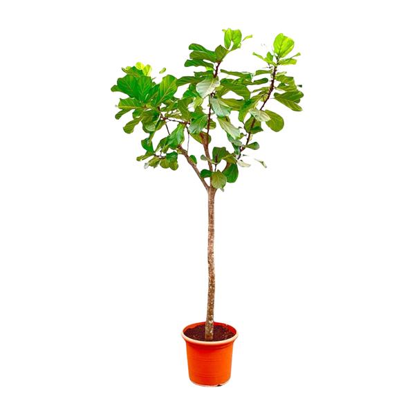 Ficus Lyrata boom XXXL - 300cm - ¿55