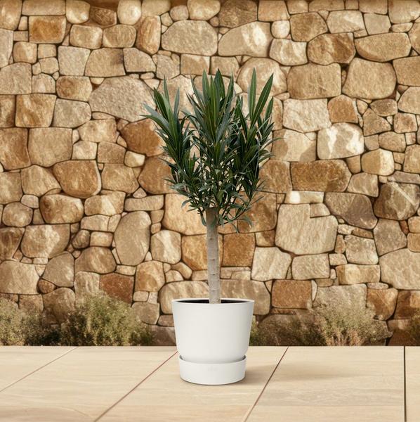 Nerium Oleander op stam met rode bloem - 110cm - ¯22