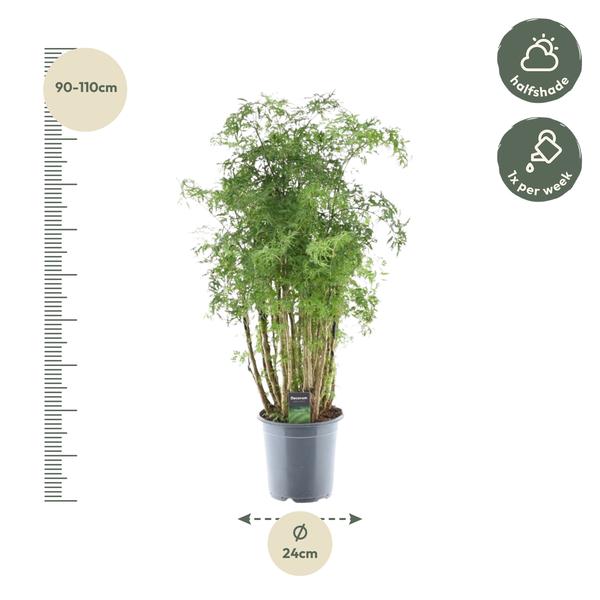 Polyscias Hawaiiana Ming - 90 cm - ¯24cm