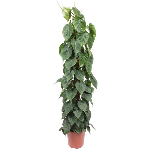 Philodendron Scandens mosstok - 150 cm - ¿27