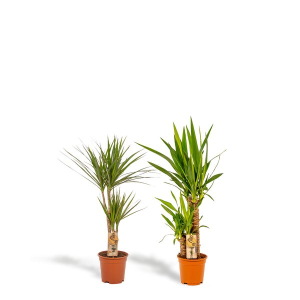 Dracaena _70cm - ¯17cm + Yucca _90cm - ¯17cm