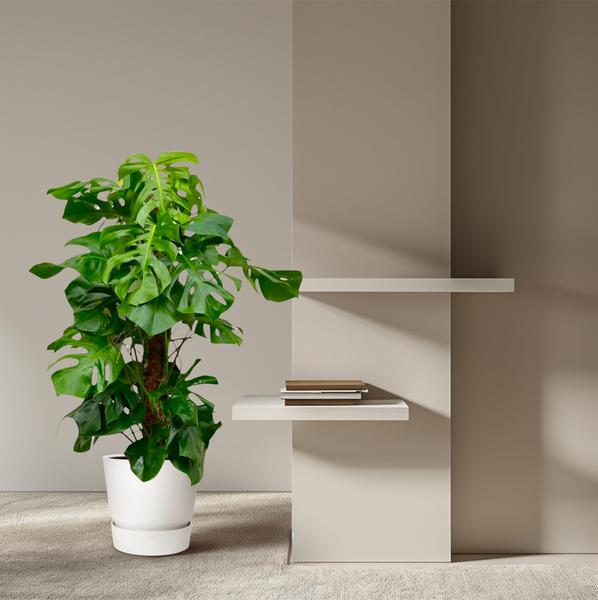 Monstera Deliciosa XXL - 150cm - _27