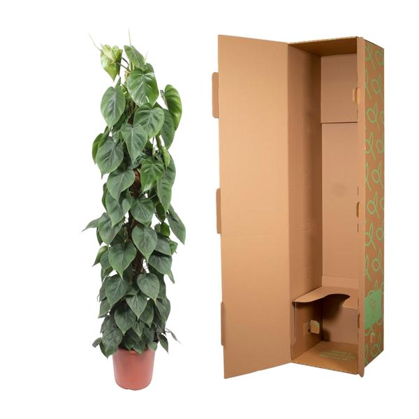 Philodendron Scandens mosstok - 150 cm - ¿27