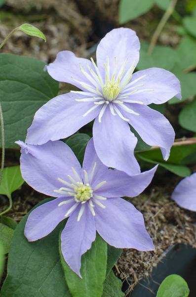 4x - Clematis Justa - _65cm - ¯15