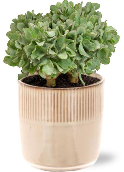 Crassula Arborescens Undilatifolia - Ø15cm - ↕21cm + Terni Pot D16,5x15cm - Roze