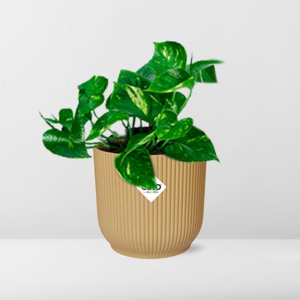 Epipremnum Pinnatum ÔAureumÕ in ELHO Vibes Fold 14cm geel