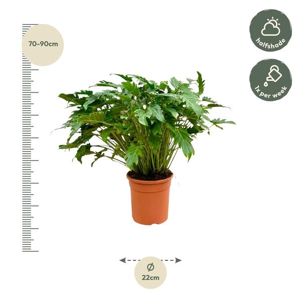 Philodendron Xanadu - 80 cm - ¯27