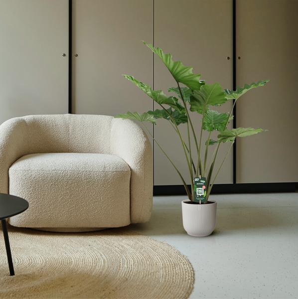 Alocasia Portodora - 140 cm - ¯34cm