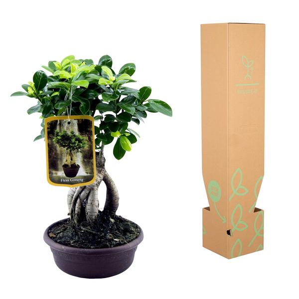 Ficus Microcarpa Ginseng - 30 cm - ¯17cm
