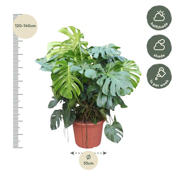 Monstera Deliciosa XXXL - 130 cm - ¿55