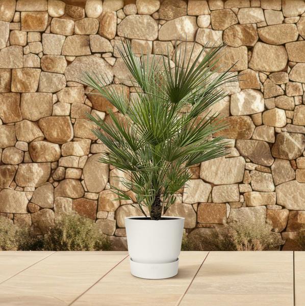 Chamaerops Humilis - 150cm- ¿30
