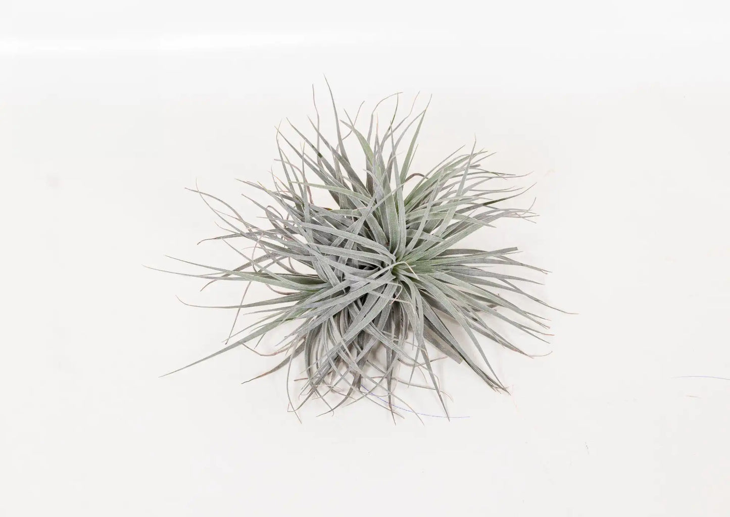 Tillandsia Super Silver XL - Ø20cm - ↕15cm
