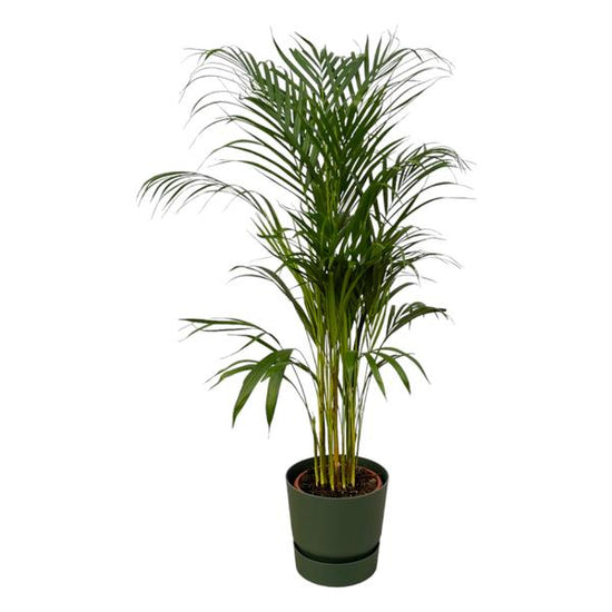Areca palm - _110cm - ¯21cm inclusief elho Greenville Round groen D24xH23