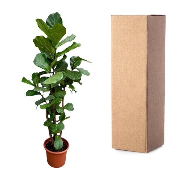 Ficus Lyrata vertakt XXL - 220cm - ¿40