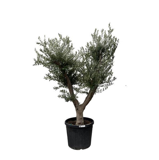 Olea Europaea Cultivo - 225cm- ¯60