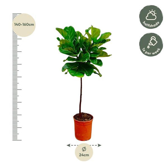 Ficus Lyrata stam - 130 cm - ¿24