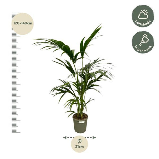 Kentia Palm - 130 cm - ¯21cm