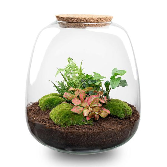 Plant terrarium - Emma - DIY kit - _ 25 cm - ¯ 23 cm - Hedera Red + LED
