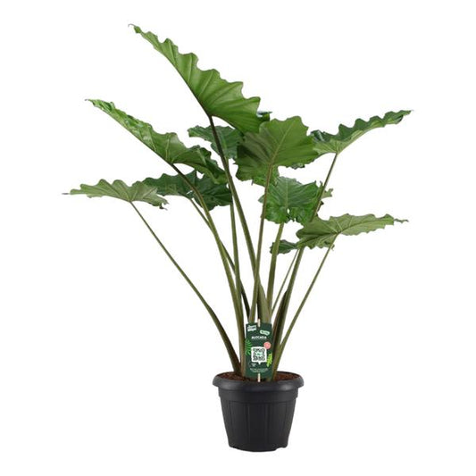Alocasia Portodora - 140 cm - ¯34cm