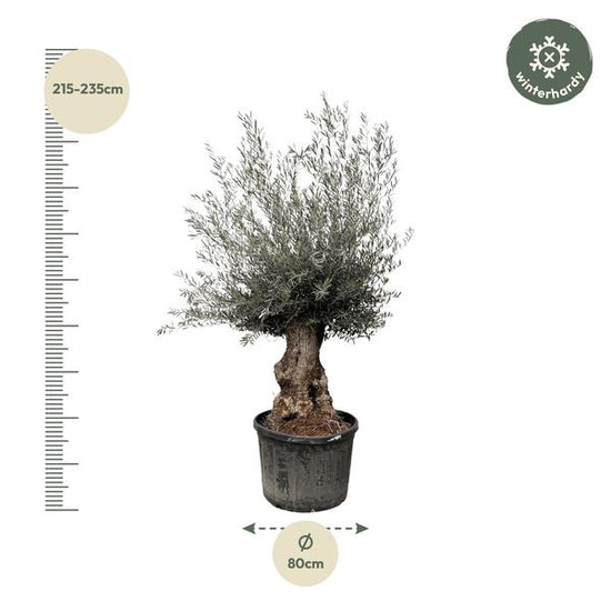 Olea Europaea Bonsai - 225cm- ¯80