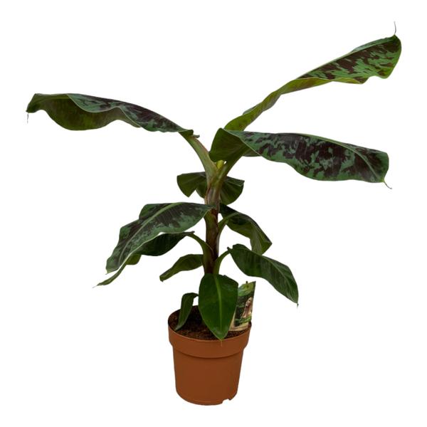 Musa - 80 cm - ¯21cm