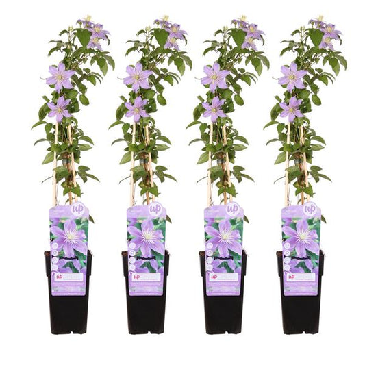 4x - Clematis Justa - _65cm - ¯15