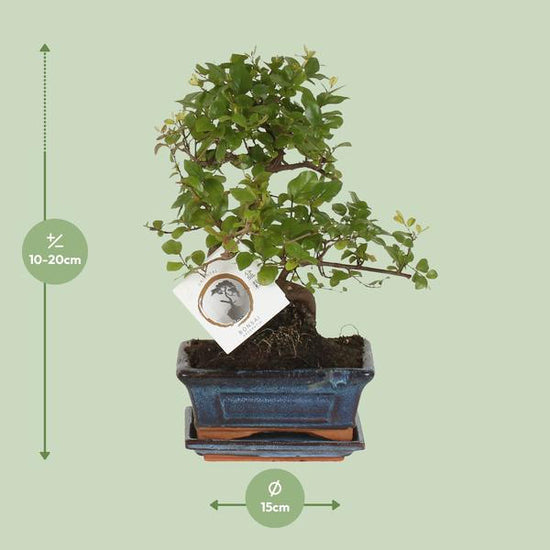 Bonsai S-vorm Ø15cm - ↕15cm