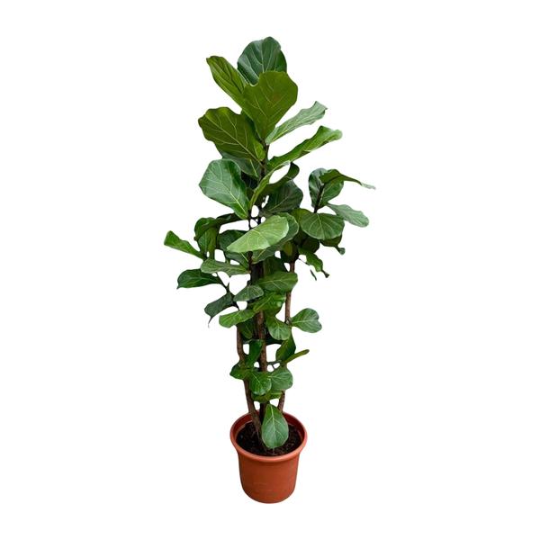 Ficus Lyrata vertakt XXL - 220cm - ¿40