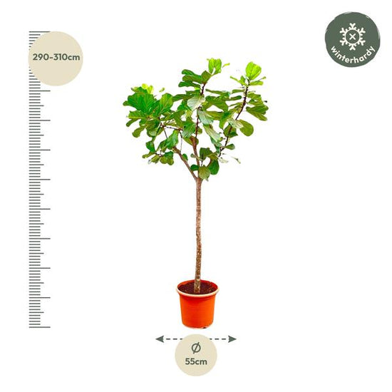 Ficus Lyrata boom XXXL - 300cm - ¿55