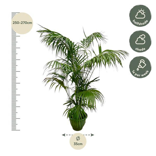 Kentia Palm XXL - 260cm - ¿35