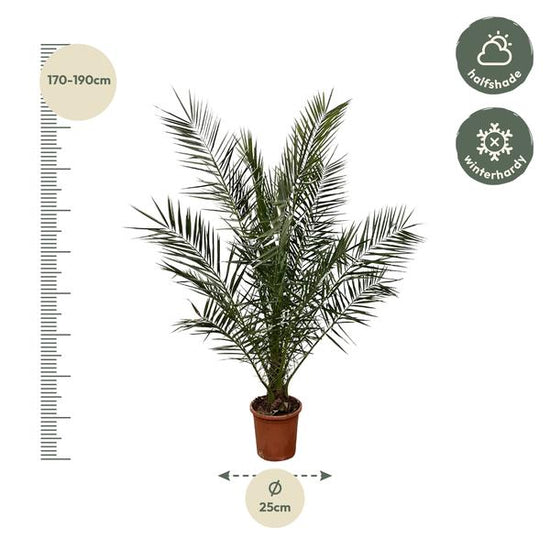 Phoenix Canariensis - 180cm- ¯25