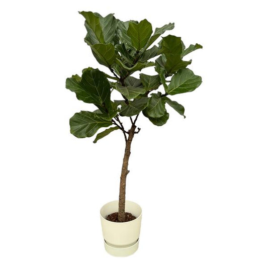 Ficus Lyrata stam inclusief elho Greenville Round wit - 160 cm - ¯30