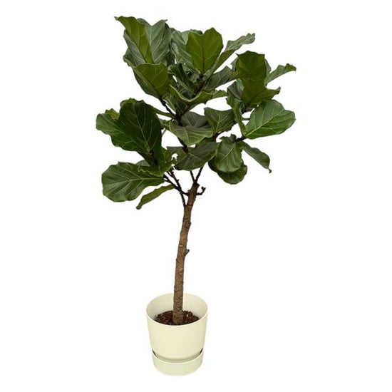 Ficus Lyrata stam inclusief elho Greenville Round wit - 160 cm - ¯30