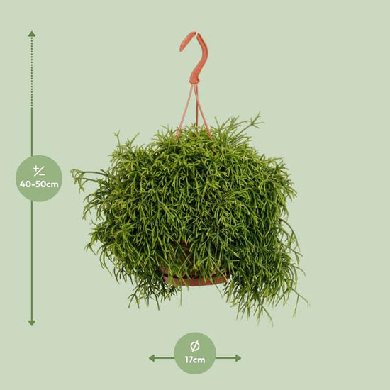 Rhipsalis Baccifera Oasis - Ø17cm - ↕45cm