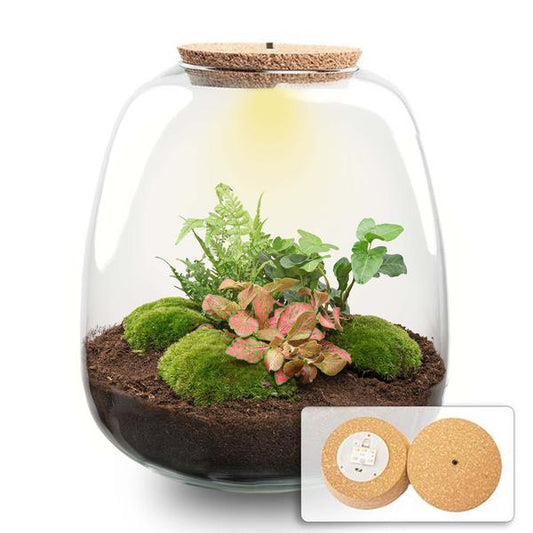 Plant terrarium - Emma - DIY kit - _ 25 cm - ¯ 23 cm - Hedera Red + LED