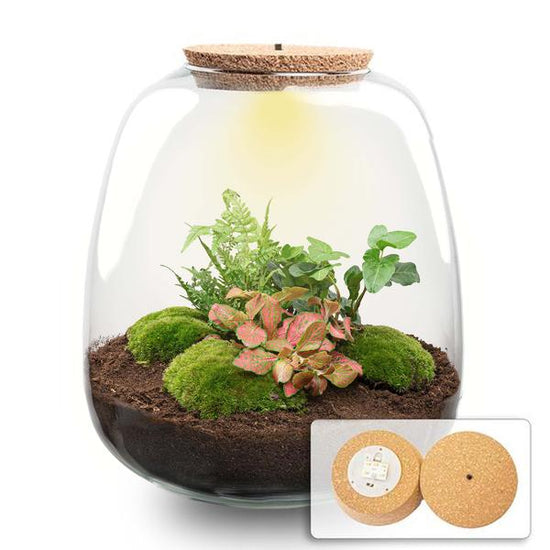 Plant terrarium - Emma - DIY kit - _ 25 cm - ¯ 23 cm - Hedera Red + LED