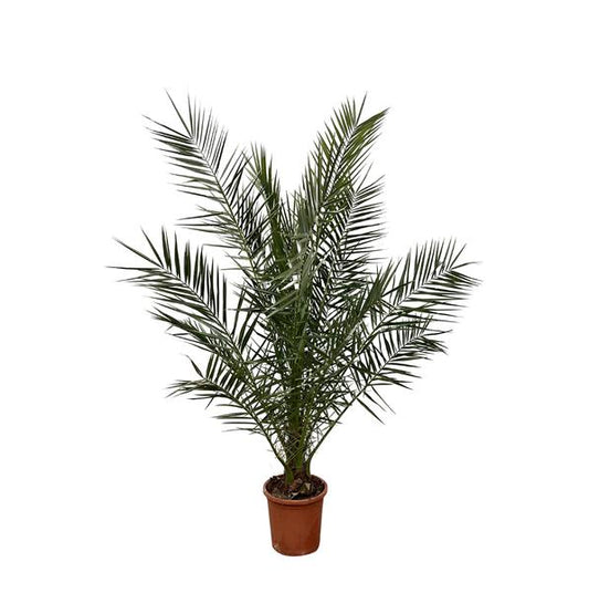Phoenix Canariensis - 180cm- ¯25