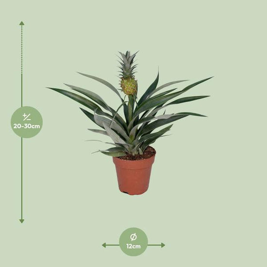 Bromelia Ananas - Ø12cm - ↕30cm