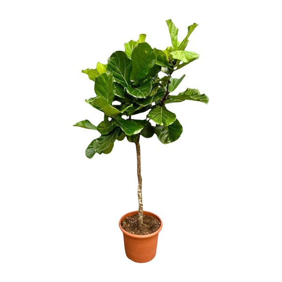 Ficus Lyrata boom XXL - 200 cm - ¿40