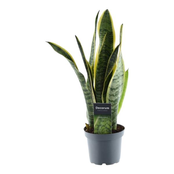 Sansevieria Laurentii - 45 cm - ¿12