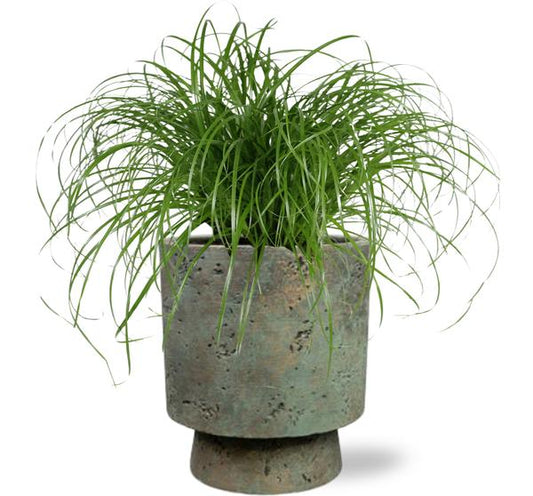 Cyperus Alternifolius - Ø12cm - ↕20cm + Pot Aily D14x18cm - Groen